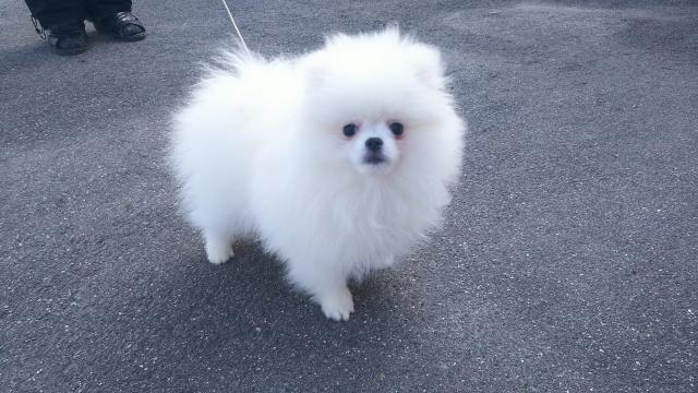 ポメラニアン