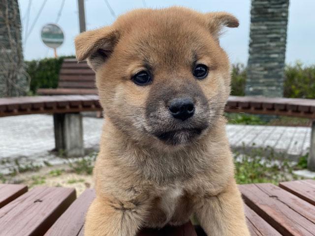 柴犬