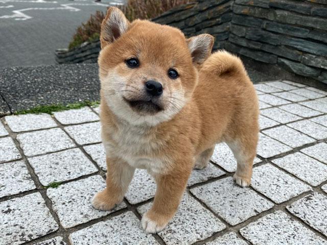 柴犬