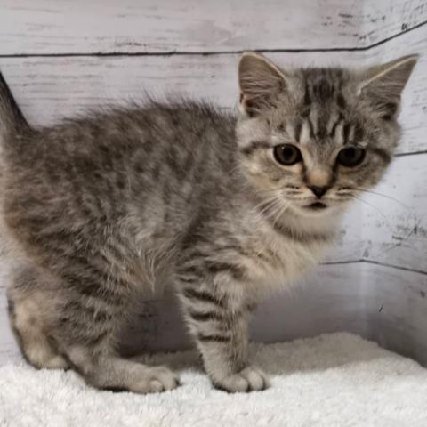 セルカークレックス