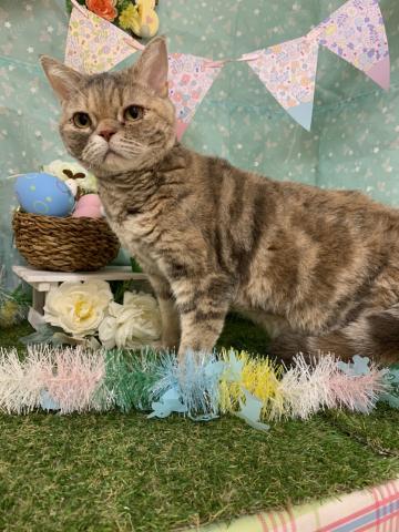 ラパーマ