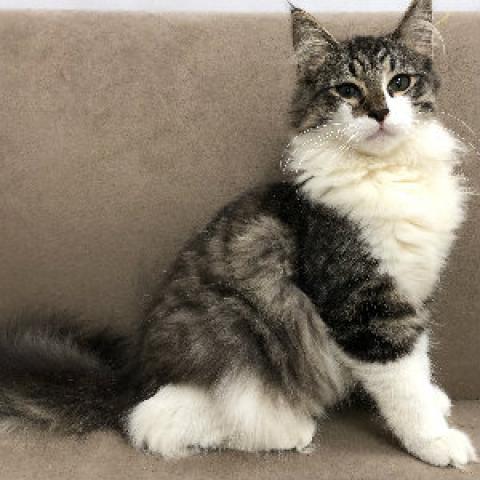 ノルウェージャンフォレストキャット