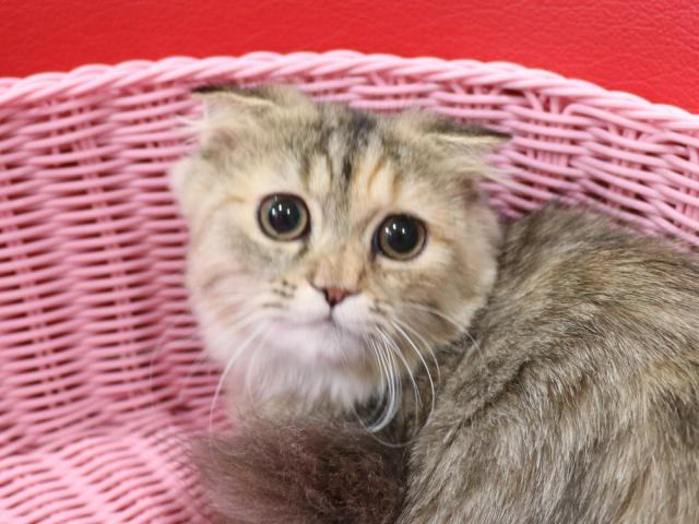 ミヌエット(旧ナポレオン)