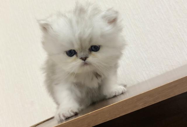 ペルシャ・ヒマラヤンチンチラ