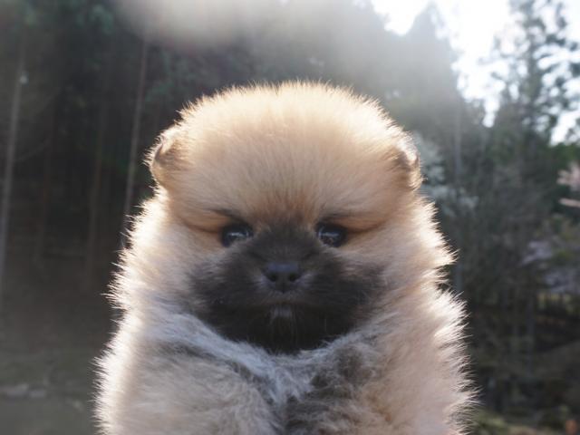 ポメラニアン
