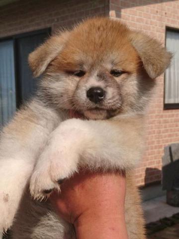 秋田犬