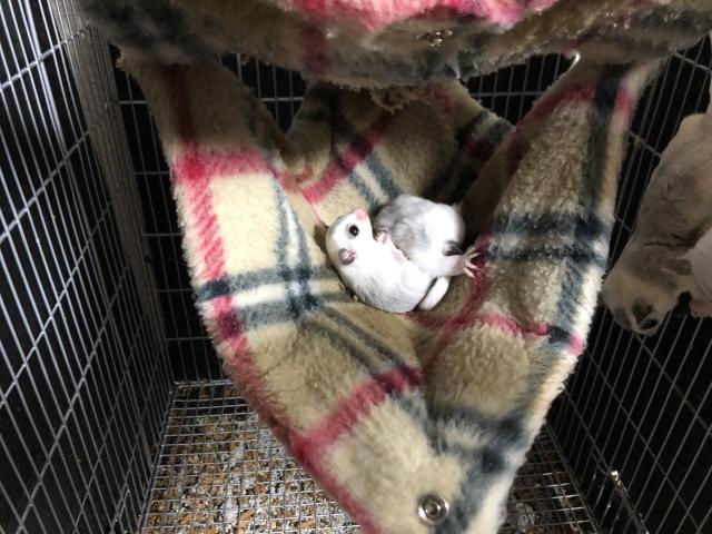 モザイク フクロモモンガ