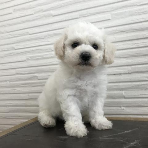 ビションフリーゼ