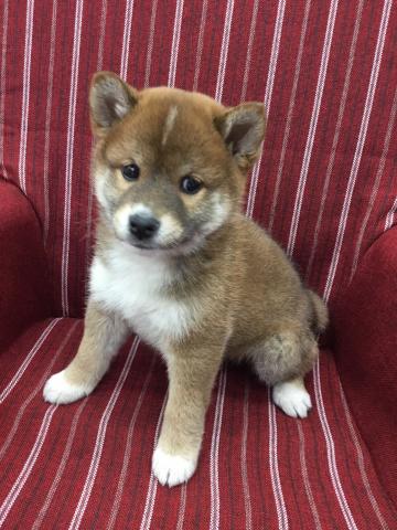 柴犬