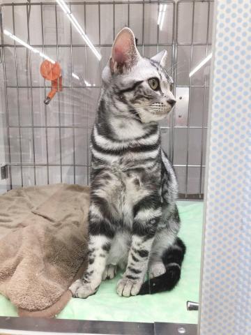 アメリカンショートヘアー