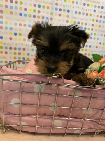 ヨークシャーテリア