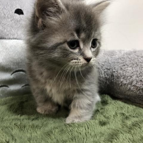 マンチカン(短足)