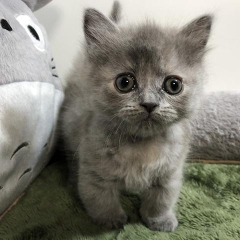 マンチカン(短足)