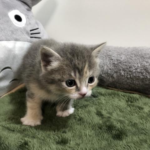 マンチカン(長足)