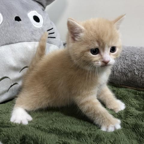 マンチカン(長足)