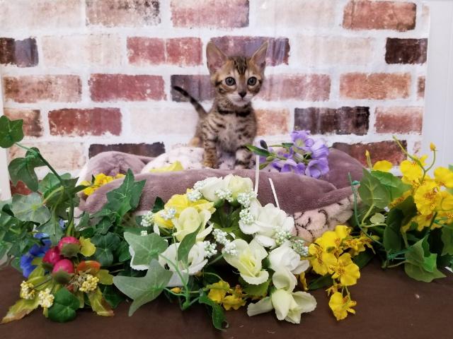 ベンガル