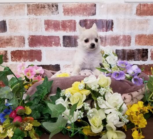 チワワ(ロングコート)