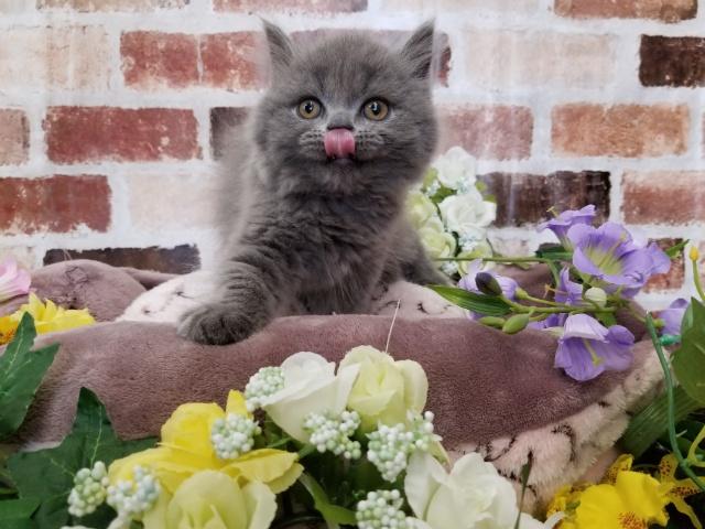 ブリティッシュロングヘアー