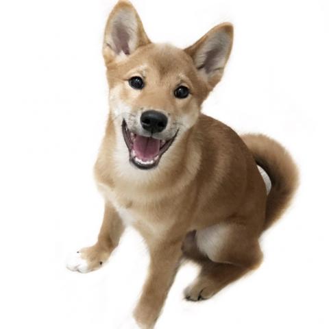 柴犬
