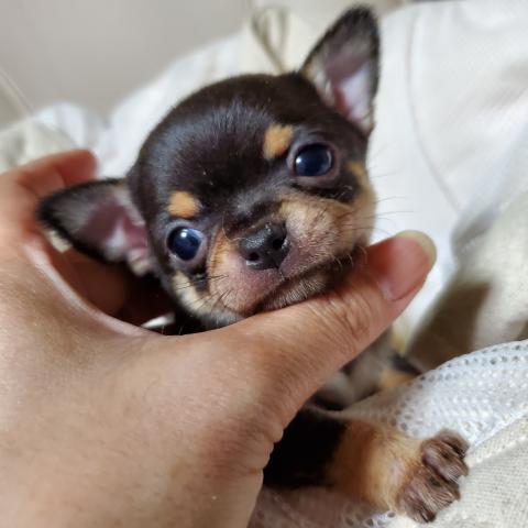 チワワ（スムースコート）