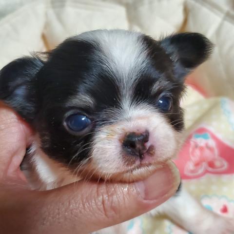 チワワ（ロングコート）