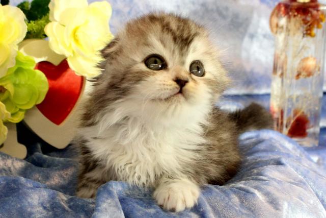 スコティッシュフォールド