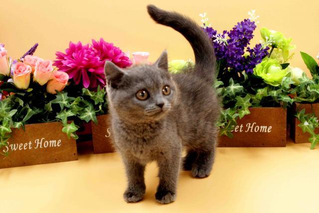 ブリティッシュショートヘア