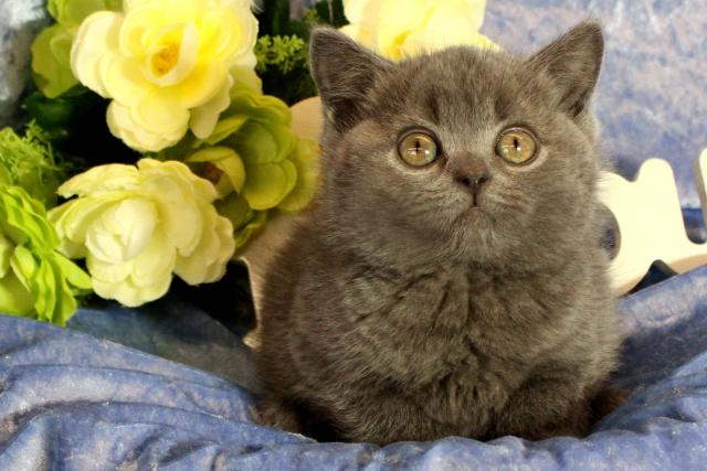 ブリティッシュショートヘア