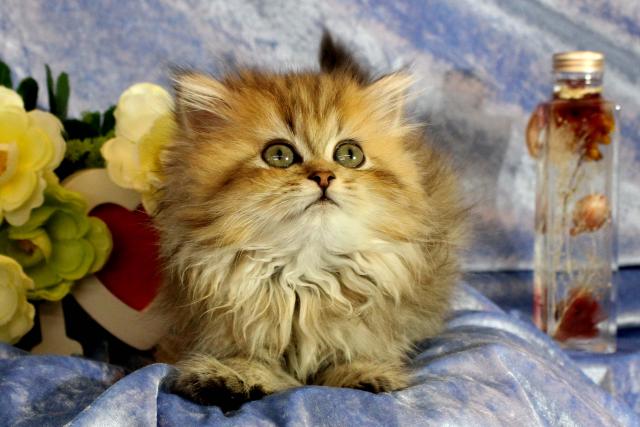 ペルシャ・ヒマラヤンチンチラペルシャ