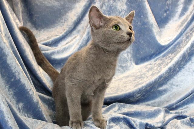 ロシアンブルー