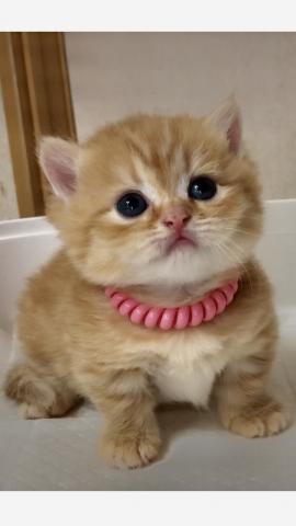 ミヌエット（旧ナポレオン）