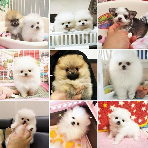 2019年に誕生したpuppy達です♪