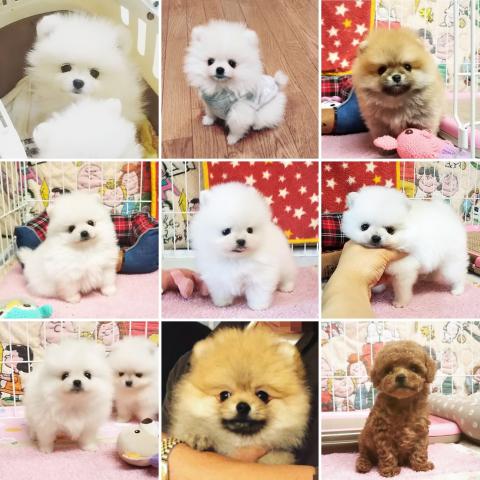 2019年に誕生したpuppy達です♪