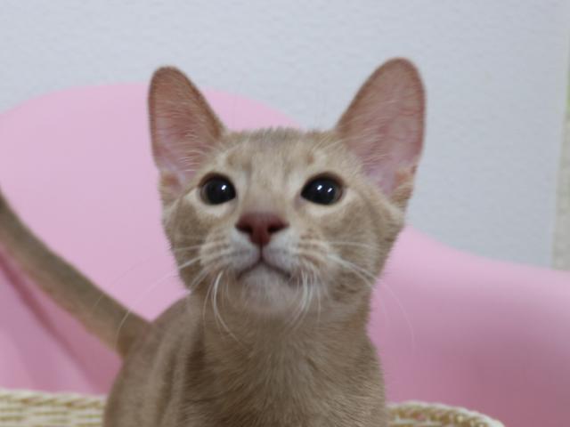 アビシニアン