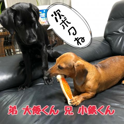 湘南ボーイ兄弟犬と先住犬のダックスくんとも良好関係です❤
