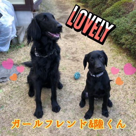 横浜の兄弟犬とガールフレンド❤