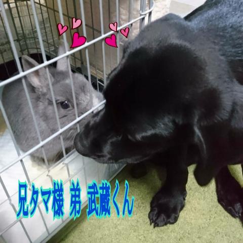 湘南ボーイの兄弟犬はうさちゃんと仲良く共存❤