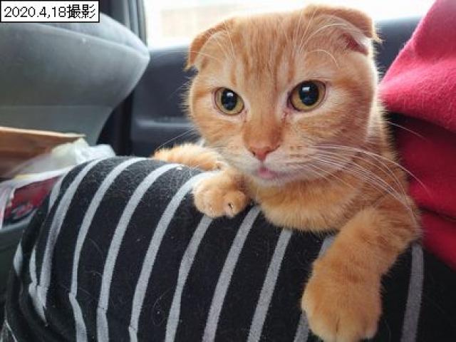 スコティッシュフォールド