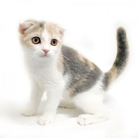 スコティッシュフォールド