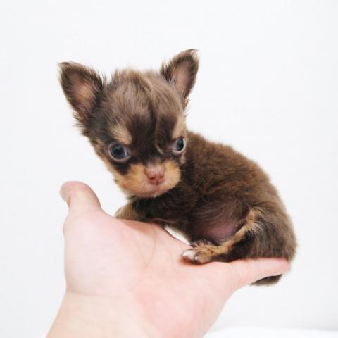 チワワ（ロングコート）