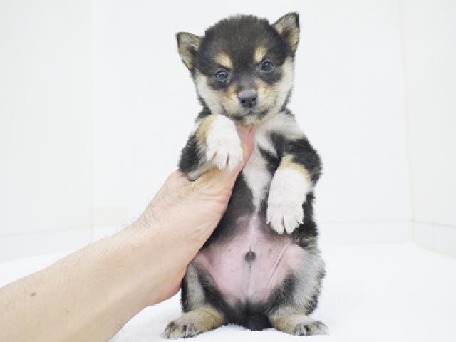 柴犬