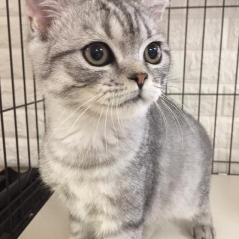 ミヌエット（旧ナポレオン）