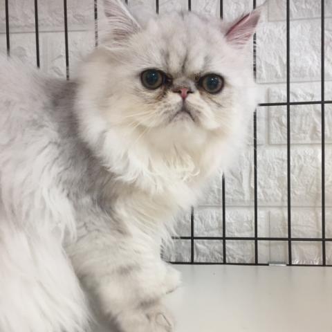 ペルシャ・ヒマラヤン