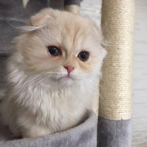 ミヌエット（旧ナポレオン）