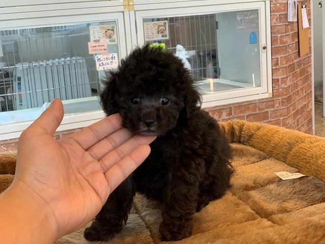 トイプードル珍しいｼﾙﾊﾞｰの女の子 子犬や子猫たちのペット販売情報が満載 ペットステーション