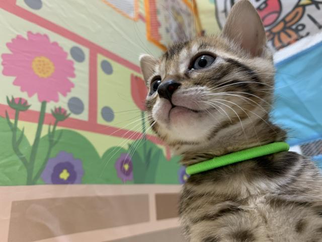 ベンガル
