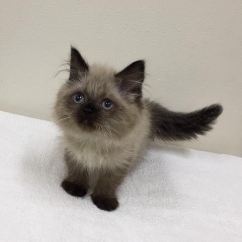 ペルシャ・ヒマラヤン