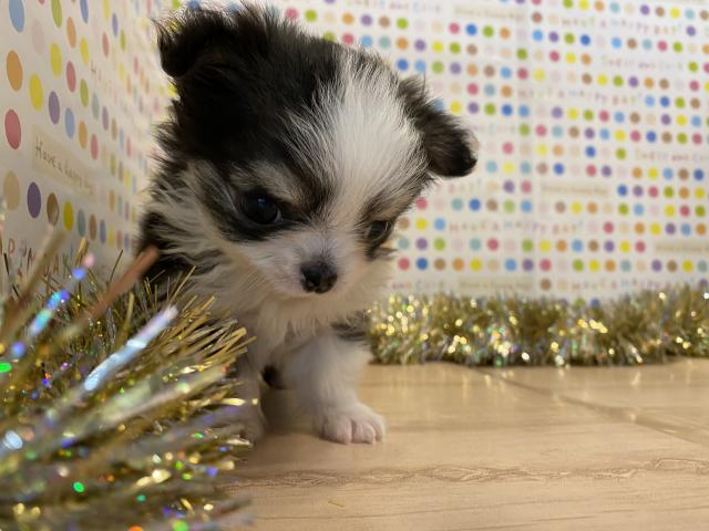 チワワ(ロングコート)