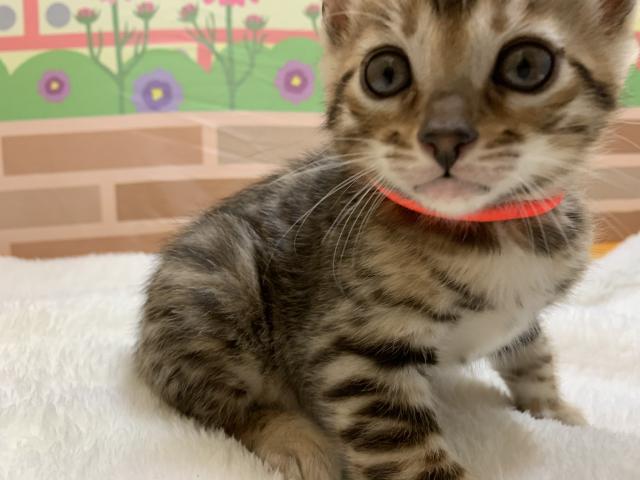 ベンガル