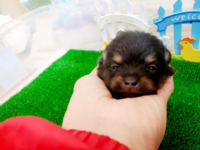 ポメラニアン